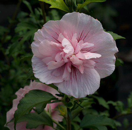 Hibiscus Pink Chiffon 3.4 Litre
