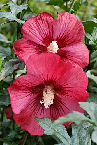 Hibiscus Rote Heinje 6 Litre