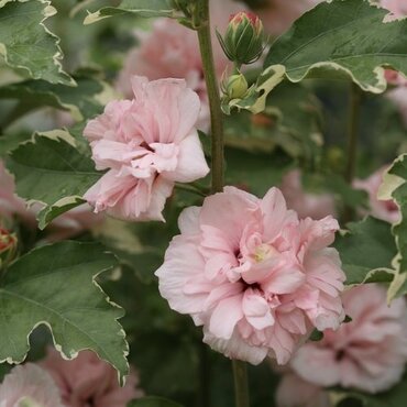 Hibiscus Sugar Tip 3 Litre - image 1