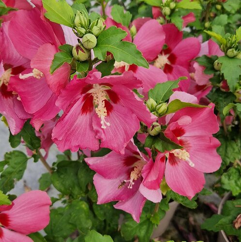 Hibiscus Syriacus Red Heart 3 Litre