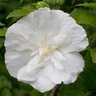 Hibiscus White Chiffon 3.4 Litre