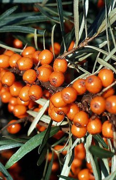 Hippophae rhamnoides Leikora (Sea Buckthorn) 3.4 litre - image 1