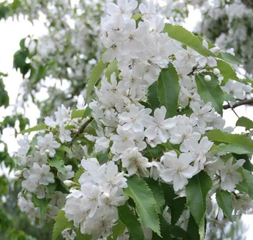 Hoheria Sexstylosa Stardust 3 Litre - image 3