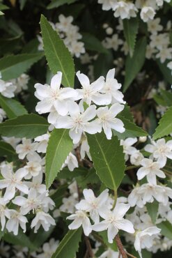Hoheria Snow White 12 Litre - image 1