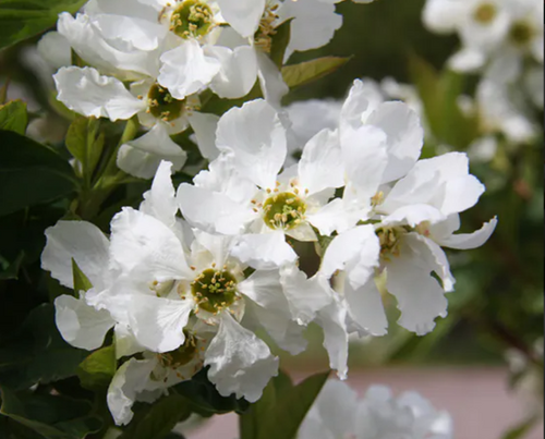 Hoheria Snow White 7 litre
