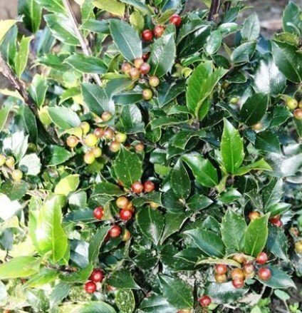 Holly In Red Pot 5 Litre