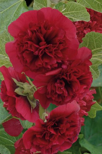 Hollyhocks (Alcea) Chaters Maroon 1 Litre