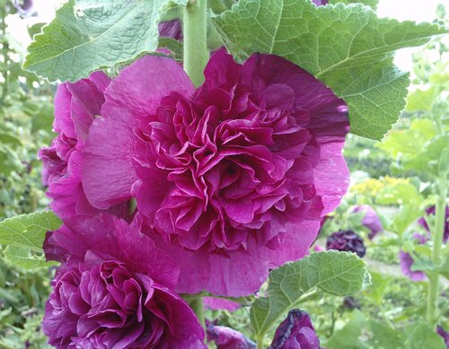 Hollyhocks (Alcea) Chaters Purple 1 Litre