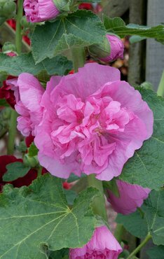 Hollyhocks (Alcea) Chaters Rose 1 Litre