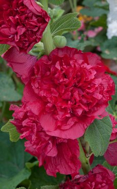 Hollyhocks (Alcea) Chaters Scarlet 1 Litre