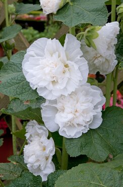 Hollyhocks (Alcea) Chaters White 1 Litre