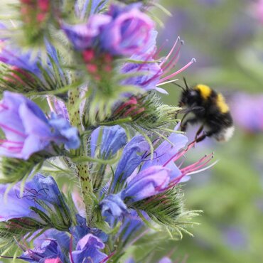 Honeybee Mix Seeds - image 2