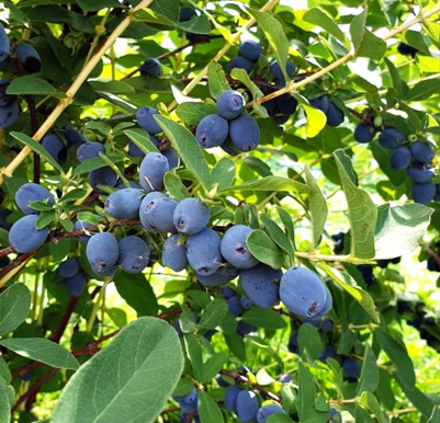 Honeyberry Aurora 3 Litre