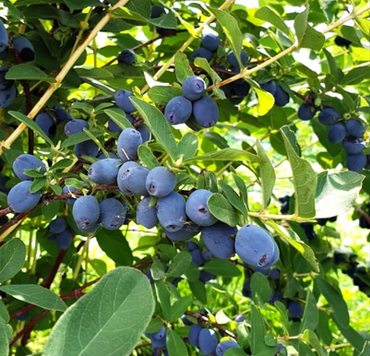 Honeyberry Aurora 3 Litre