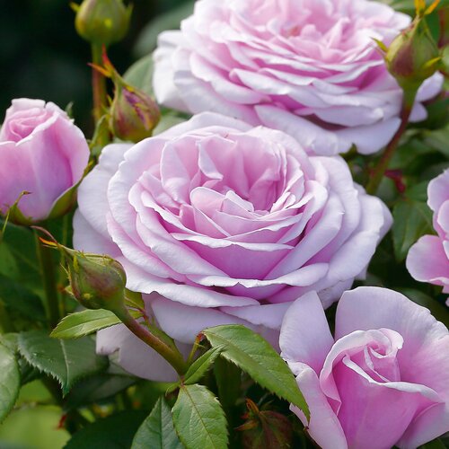 Hopes & Creams Showstopper Rose 5.5 Litre