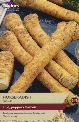 Horseradish