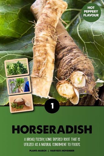 Horseradish (Armoricia Rusticana)