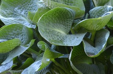 Hosta Abiqua Drinking Gourd 5 Litre