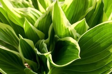 Hosta Albomarginata 5 Litre