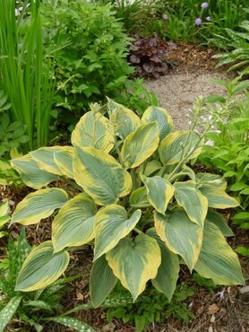 Hosta Alvatine Taylor 3 Litre