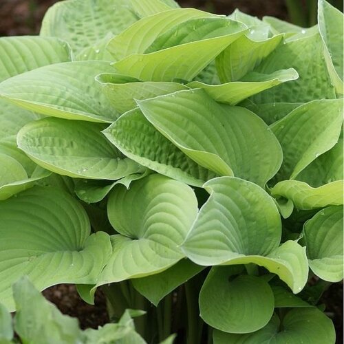 Hosta August Moon 3 Litre