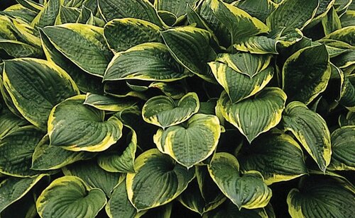 Hosta Aureomarginata 5 Litre