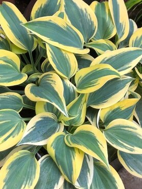 Hosta Autumn Frost 2 Litre