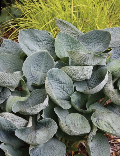 Hosta Big Daddy 5 Litre