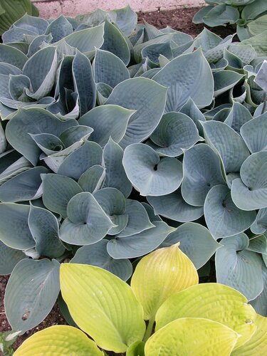 Hosta Buckshaw Blue 5 Litre