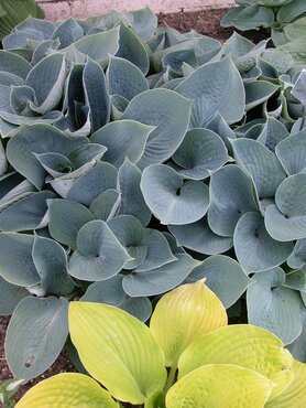 Hosta Buckshaw Blue 5 Litre