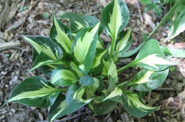 Hosta Catherine 3 Litre