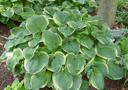 Hosta Christmas Tree 3 Litre