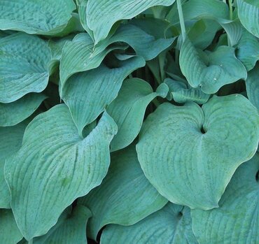 Hosta Devon Blue 2 Litre