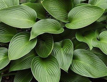 Hosta Devon Green 3 Litre