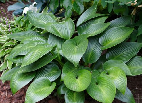 Hosta Devon Green 3 Litre