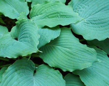 Hosta Diamond Lake 2 Litre