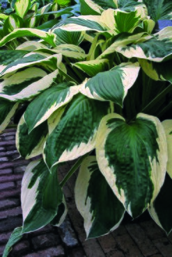 Hosta Firn Line 3 Litre