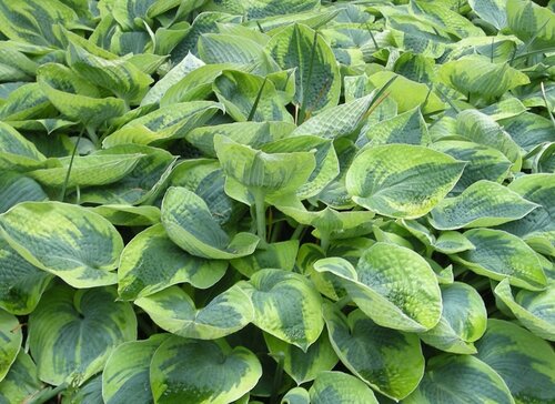 Hosta Flavocircinalis 3 Litre