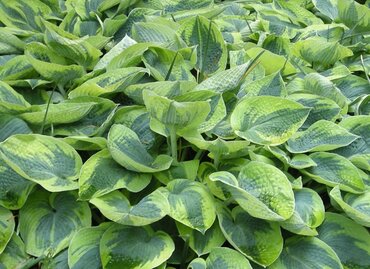 Hosta Flavocircinalis 3 Litre