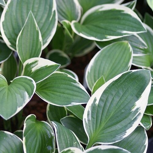 Hosta Francee 3 Litre