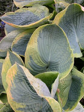 Hosta Frances Williams 3 Litre