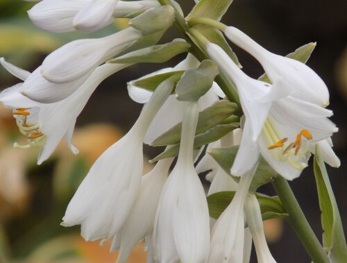 Hosta Frances Williams 3 Litre