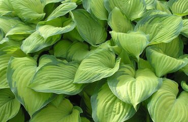 Hosta Guacamole 5 Litre