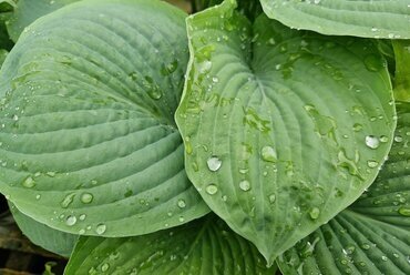 Hosta Halcyon 3 Litre