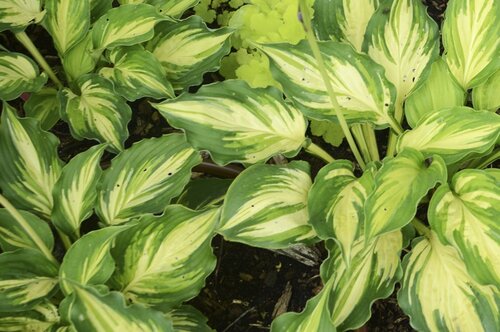 Hosta Happy Dayz 2 Litre