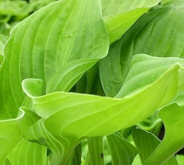 Hosta Ki Ren Jyaku 3 Litre