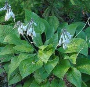 Hosta Marmalade On Toast 3 Litre