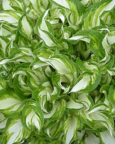 Hosta Mediovariegata 3 Litre