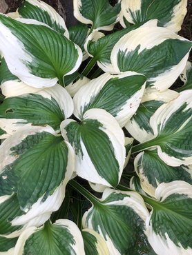 Hosta Patriot 3 Litre