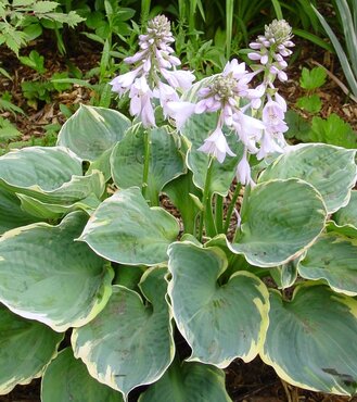 Hosta Pizzazz 5 Litre